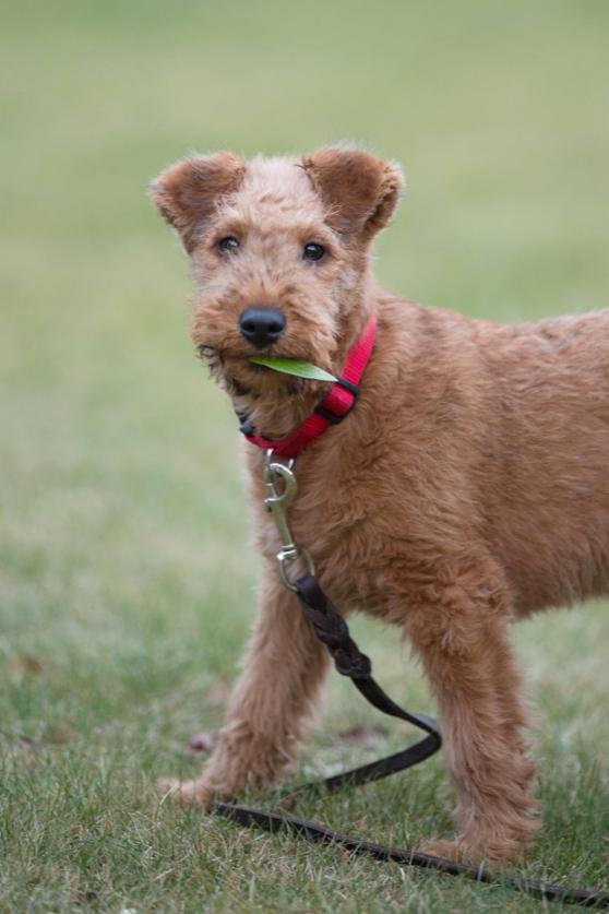 Ich habe etwas gefunden - _wsb_558x836_Buddy_Irish_Terrier-24